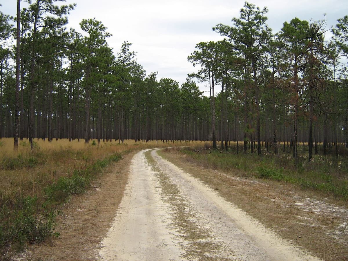 Longleaf pine flatwoods with a sandy road in northwest Escambia County