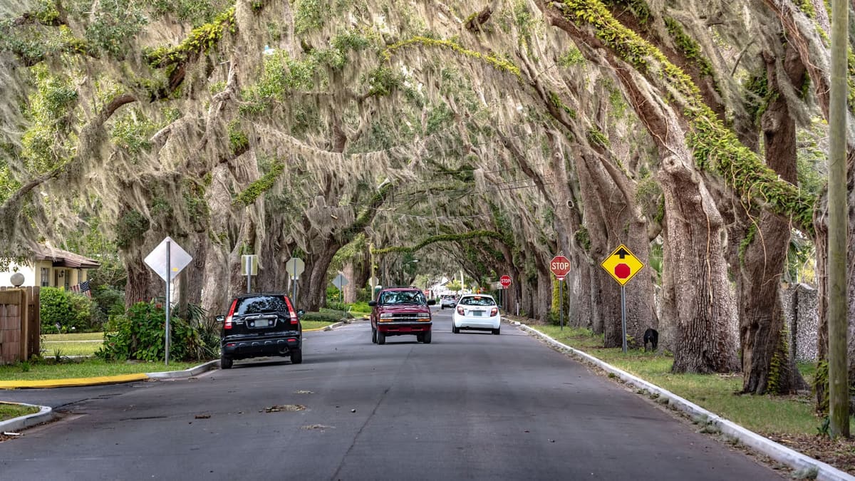 Live oaks draped in Spanish moss arching over a quiet Cordova Park street