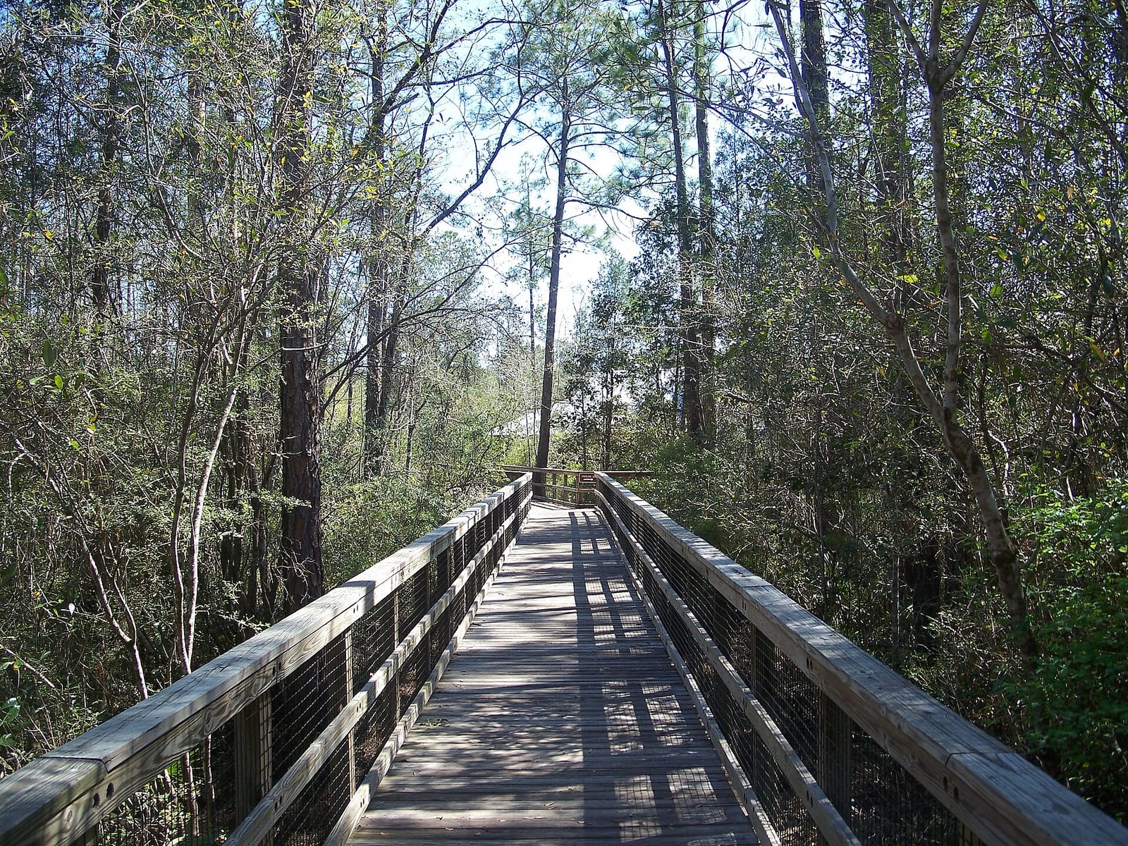 Boardwalk through the pines at Blackwater River State Park near Milton